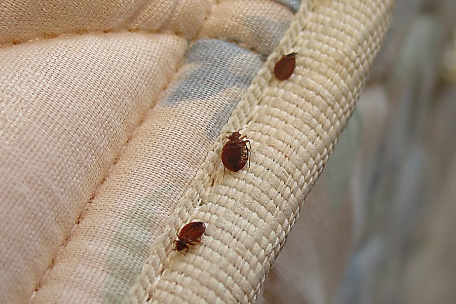 Best Spray Mop For Your Home 14 Can You Get Rid Of Bed Bugs By Vacuuming